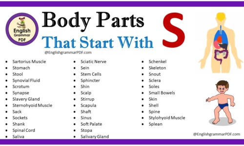 Body Parts That Start With S