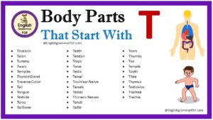 body parts that start with t