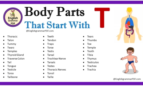 Body Parts That Start With T