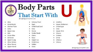 body parts that start with u