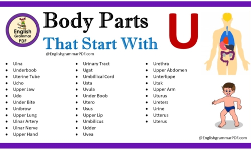 Body Parts That Start With U