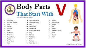 body parts that start with v