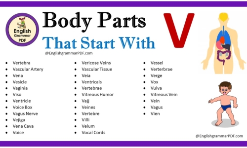 Body Parts That Start With V