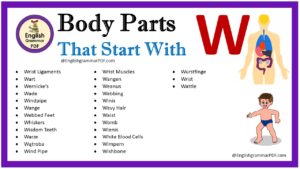 body parts that start with w