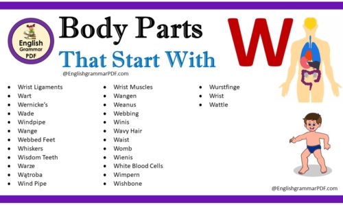 Body Parts That Start With W