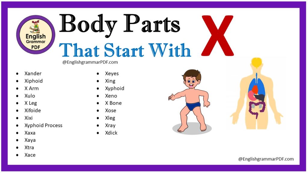 body parts that start with x