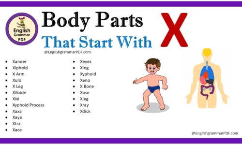 Body Parts That Start With X