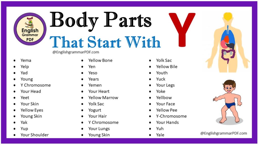 body parts that start with y