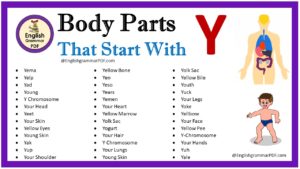 body parts that start with y