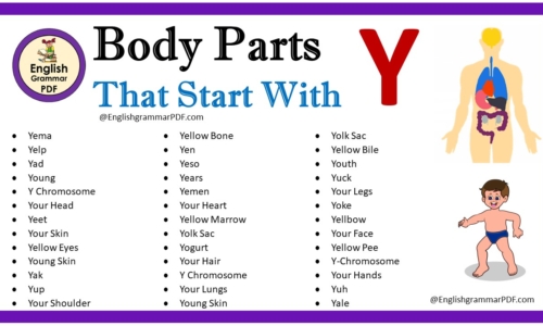 Body Parts That Start With Y