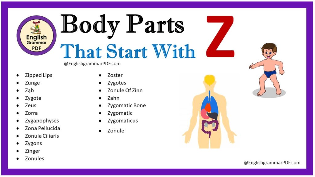 body parts that start with z