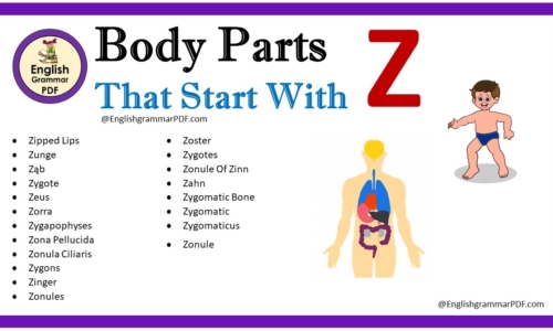 Body Parts That Start With Z