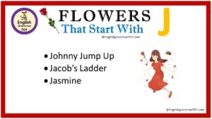 flowers that start with j