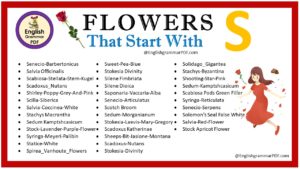 flowers that start with s