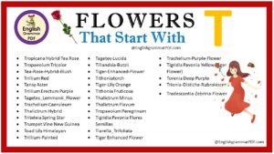 flowers that start with t