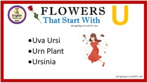 flowers that start with u