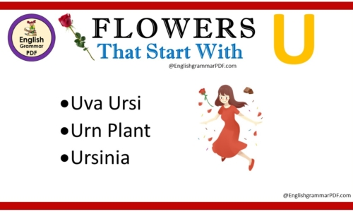 Flowers That Start With U – Download PDF Book