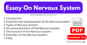 Essay On Nervous System