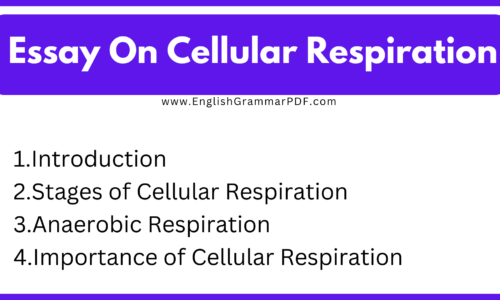 1000 Words Essay On Cellular Respiration (Free Essay)