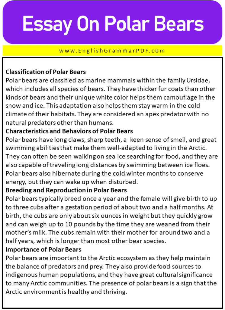 3 paragraph essay about polar bears