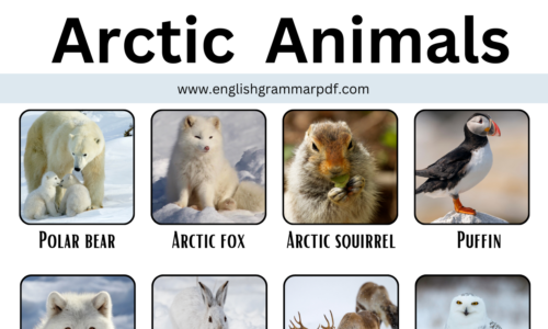 70 Arctic Animals: Learn Arctic Animals Names With Pictures