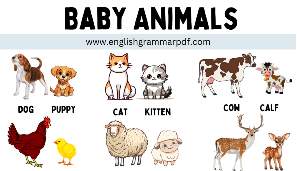 Baby Animals Copy