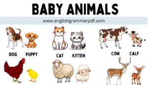 Baby Animals Copy