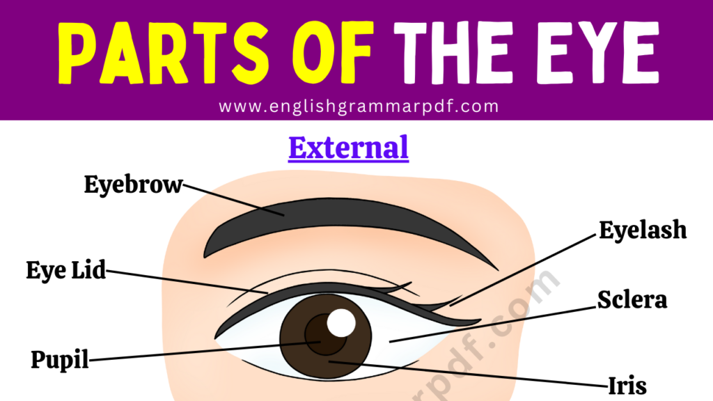 Different Eye Parts
