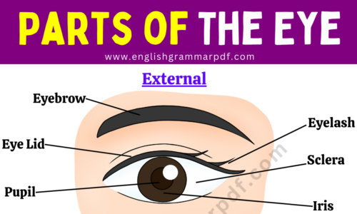 Parts of the Eye: External & Internal Parts of Eye