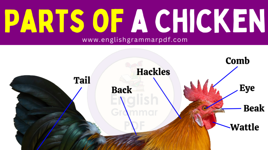 Different Parts of a Chicken