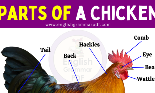 Parts of a Chicken: Learn Chicken Anatomy with Picture!