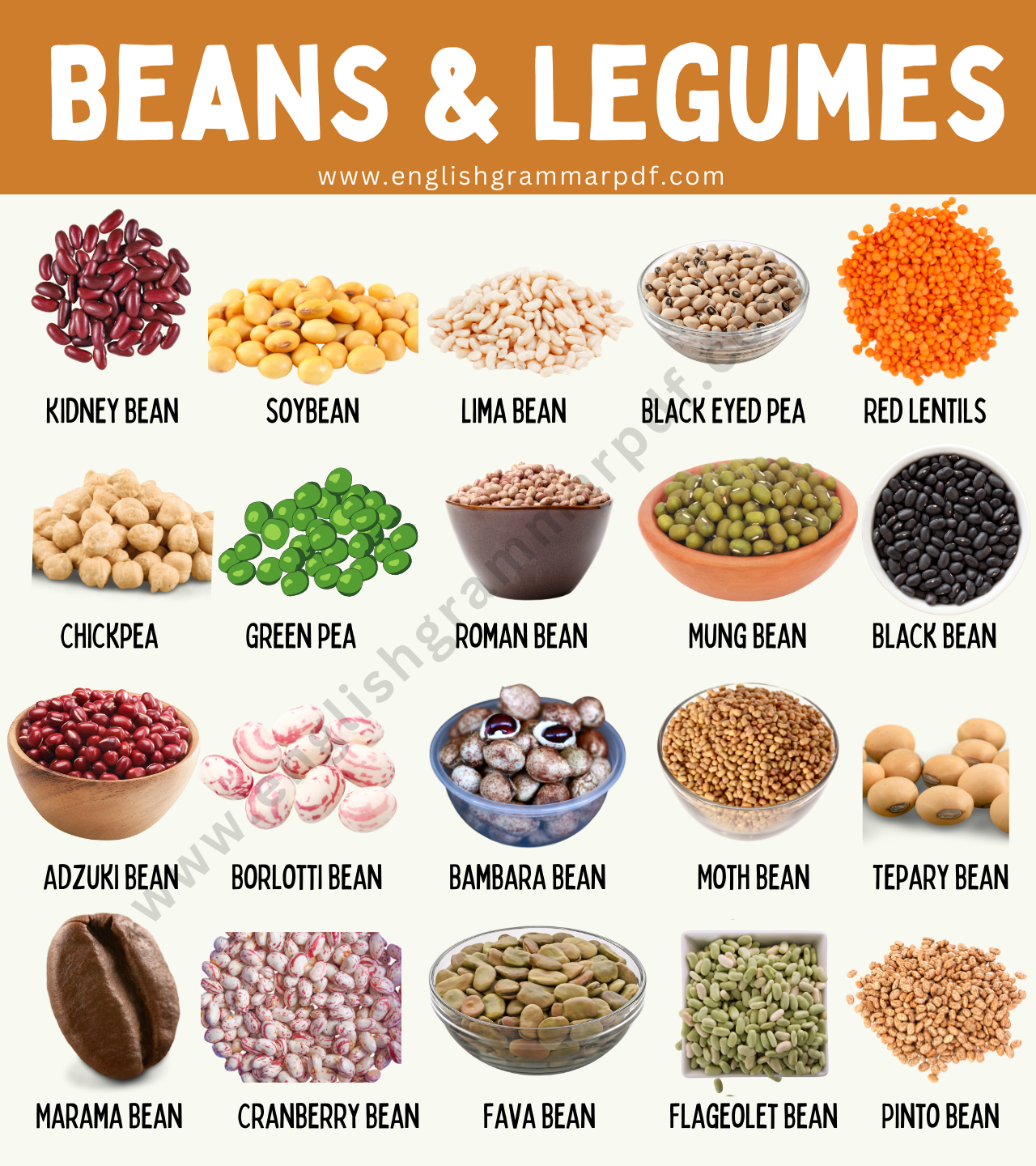 List of Bean Types