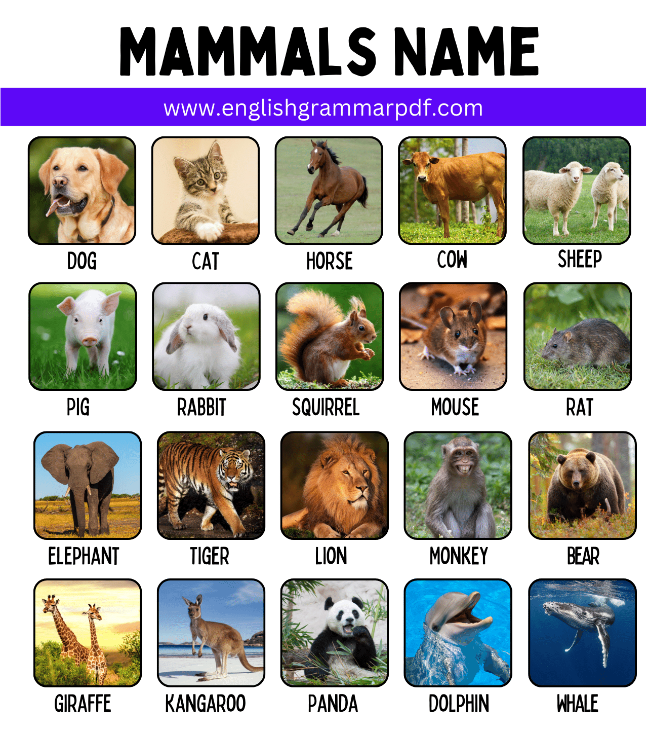 Mammals NAme