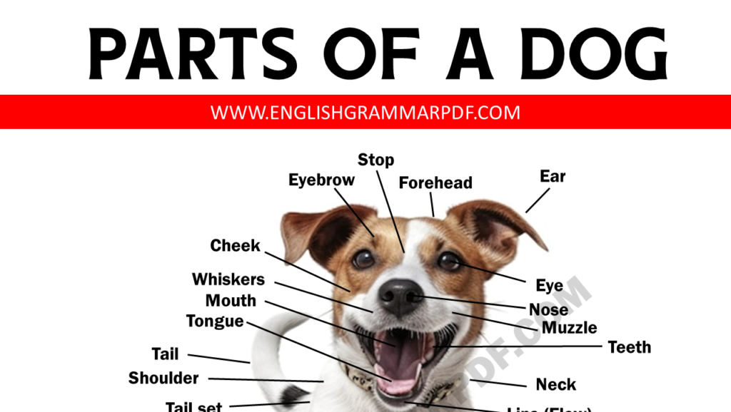 Parts of A Dog Copy