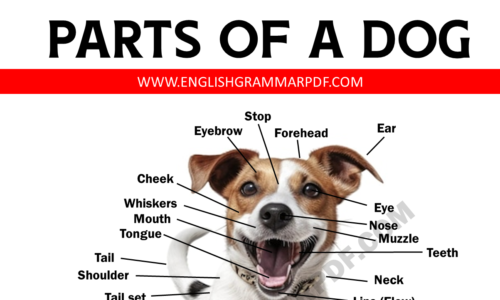 Dog Anatomy: List of Common Parts of a Dog From Head to Tail