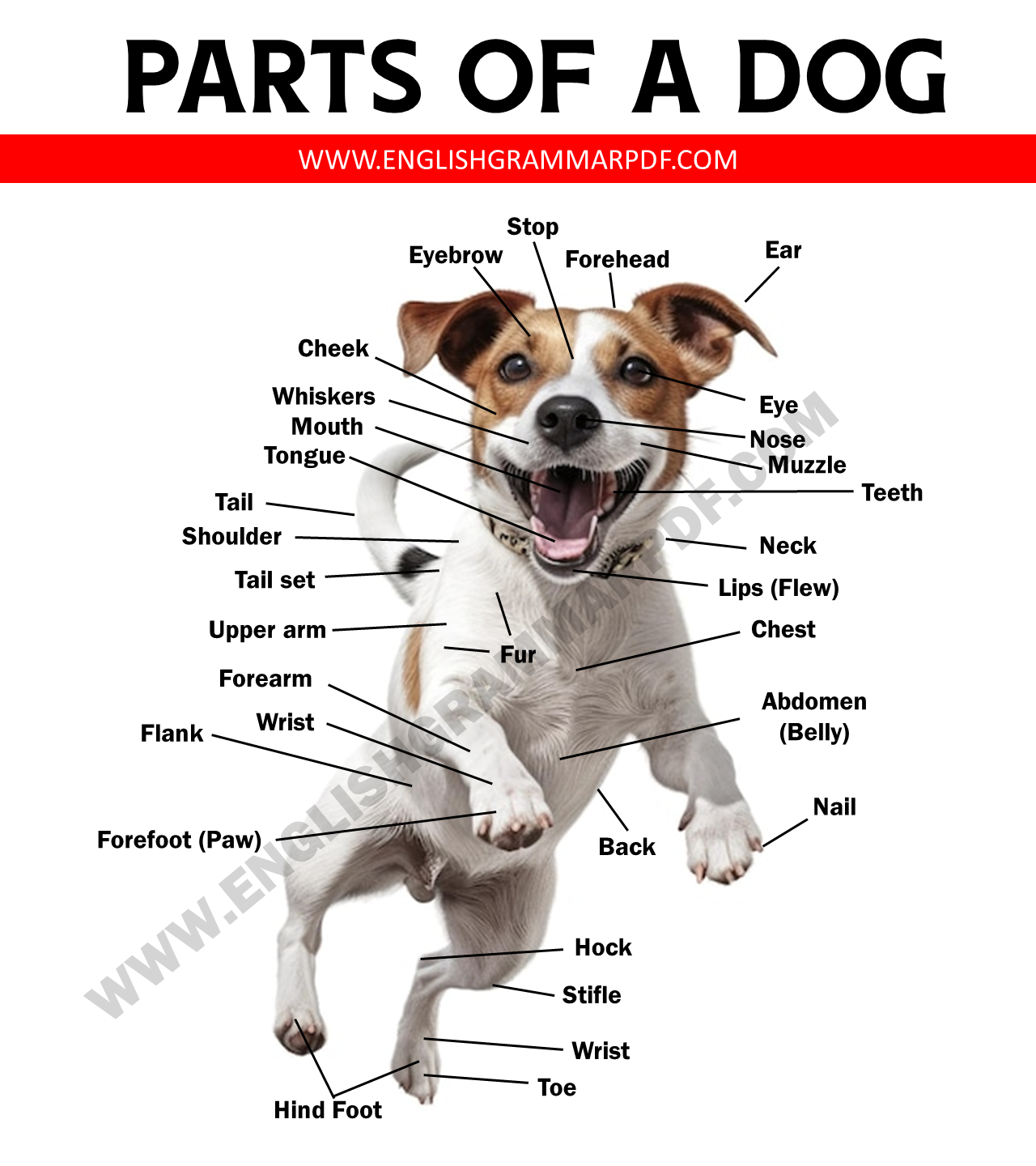 Parts of A Dog