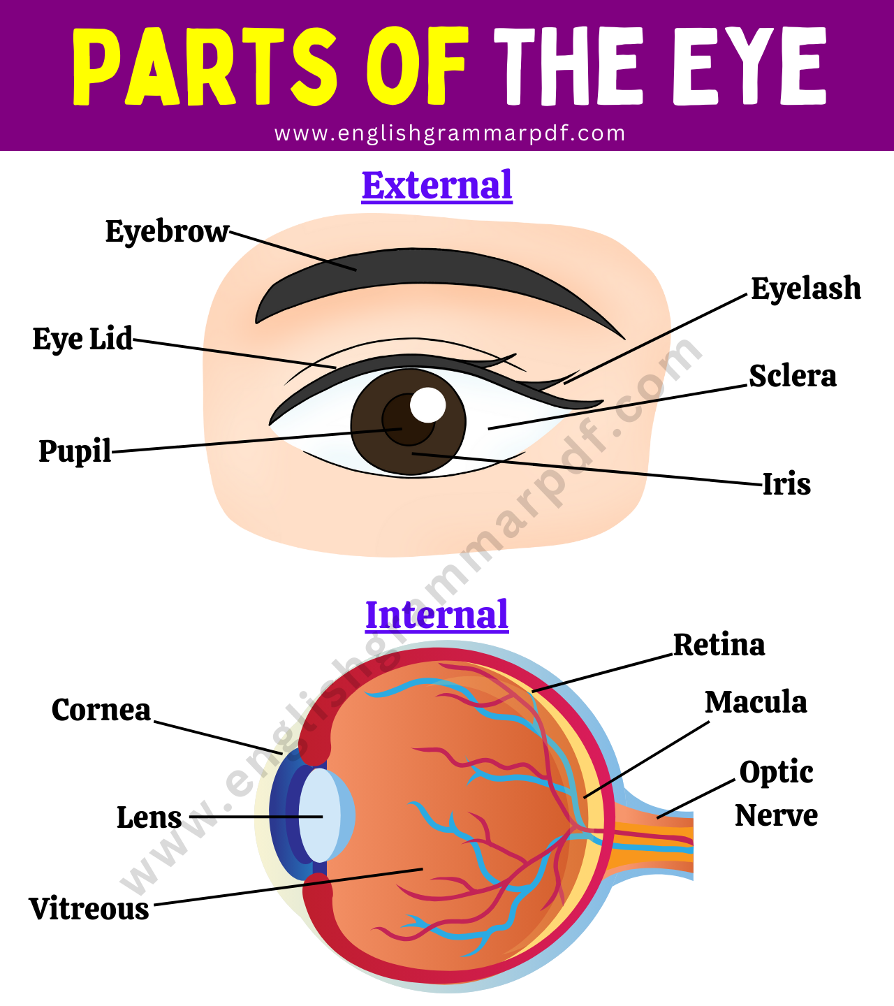 Parts of The Eye