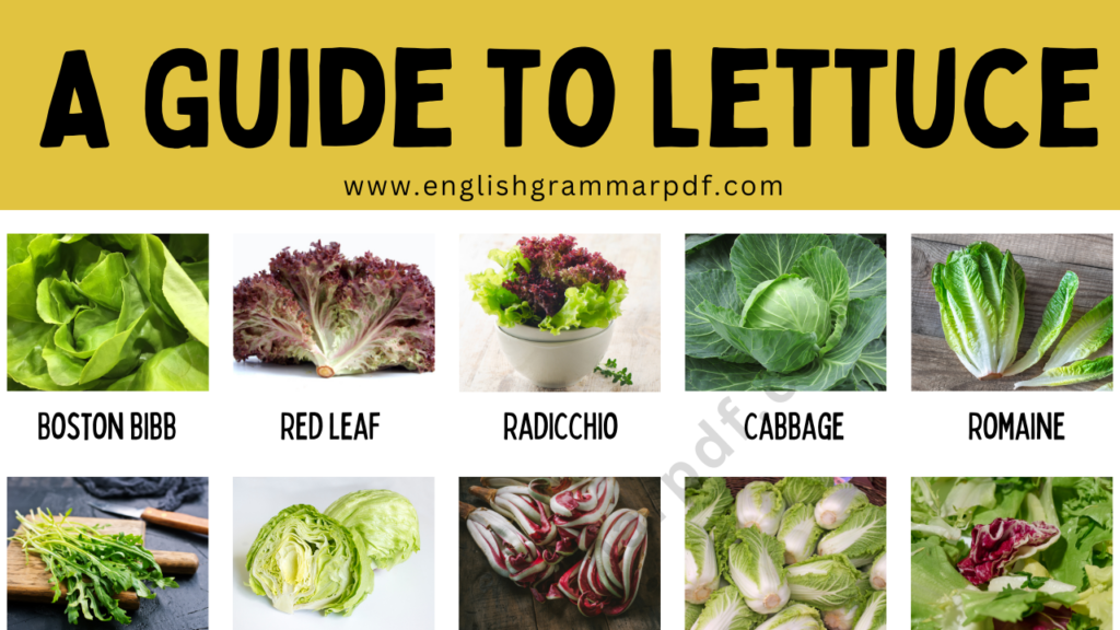 list of different Types of Lettuce