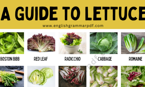 Types of Lettuce: 27 Different Lettuce Names with Pictures