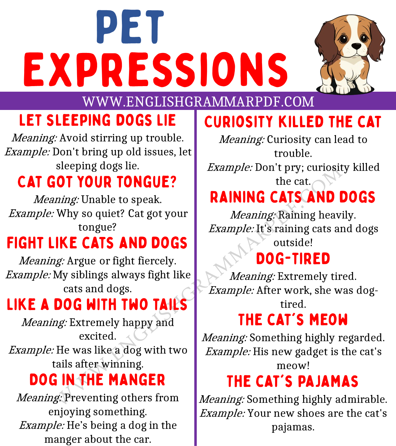 Pet Expressions